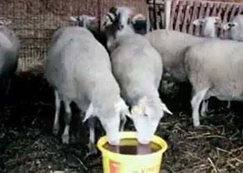 Kadın üreticilere ‘Yalama Taşı’ dağıtımı yapılacak