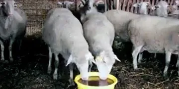 Kadın üreticilere ‘Yalama Taşı’ dağıtımı yapılacak