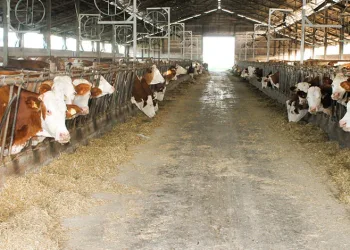 Yılda 2 milyon fidan üretiyor