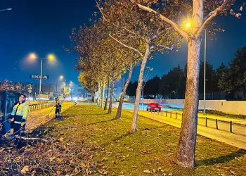 Bursa’da çınar ağaçlarına kış bakımı