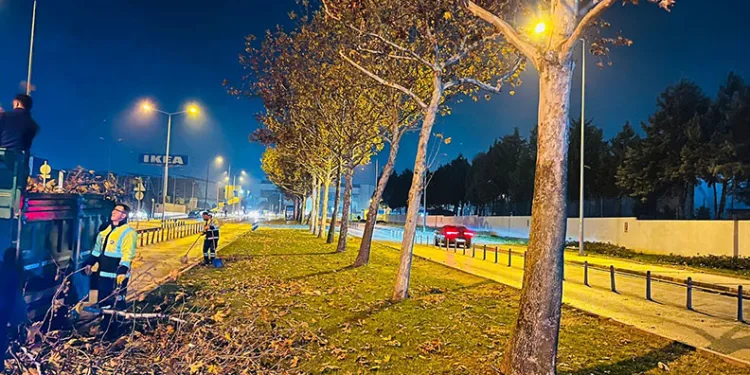 Bursa’da çınar ağaçlarına kış bakımı