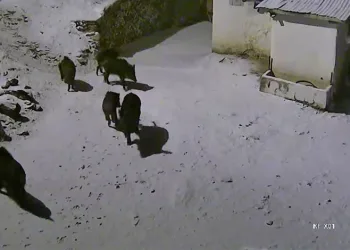 Elazığ’da aç kalan domuz sürüsü yerleşim yerine indi