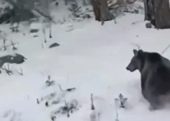 Bursa’da ayılar kış uykusunu unuttu