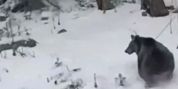 Bursa’da ayılar kış uykusunu unuttu
