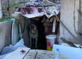 Bilecik’te meydana gelen trafik kazasında 1 kişi yaralandı