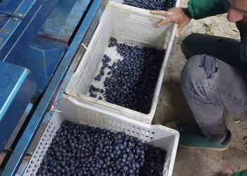 Orhangazi Belediyesinden Türkiye’ye lezzet