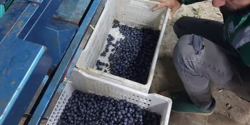 Orhangazi Belediyesinden Türkiye’ye lezzet