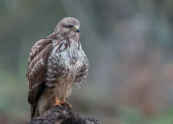 Şahinler kış aylarında Türkiye’yi mesken tutuyor