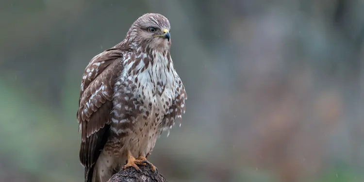 Şahinler kış aylarında Türkiye’yi mesken tutuyor