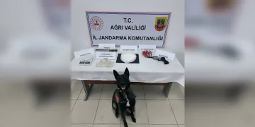 Domuz avında ayı saldırısına uğrayan eski muhtar ağır yaralandı