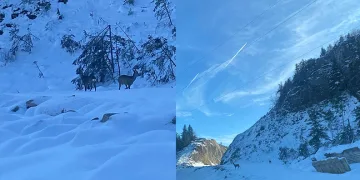 Yol kenarına inen karacalar kamerada