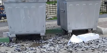 Bursa’da bir şahıs bozuk balıkları yola döktü