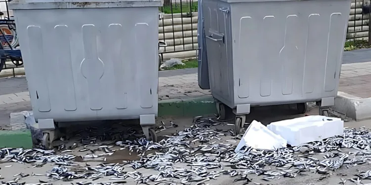 Bursa’da bir şahıs bozuk balıkları yola döktü
