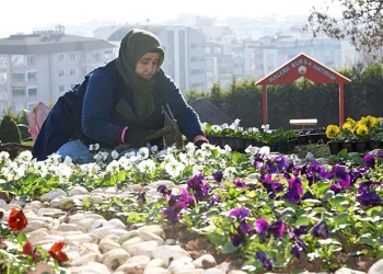 300 bin kış çiçeği toprakla buluşuyor
