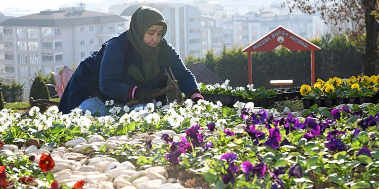 300 bin kış çiçeği toprakla buluşuyor