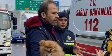 TEM’de cip istinat duvarına çarptı: Köpeğini bir an olsun bırakmadı