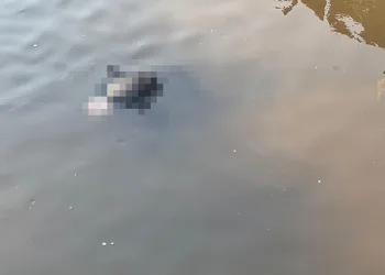 Yeşilırmak’ta erkek cesedi bulundu