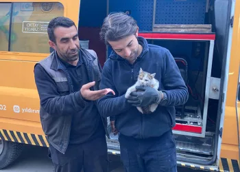 Kaputa sıkışan yavru kedi kurtarıldı