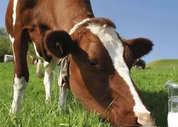 Tavuk yumurtası üretimi Ekim ayında yüzde 2,9 arttı