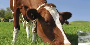 Tavuk yumurtası üretimi Ekim ayında yüzde 2,9 arttı