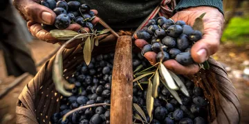 Gemlik’in en güzel fotoğrafları belli oldu