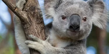 koala