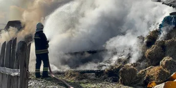 Samanlık ve ahır küle döndü: 3 büyükbaş telef oldu, 17’si kurtarıldı