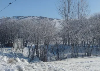 Van buz kesti; ağaçlar ve bitkiler kırağı tuttu