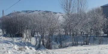 Van buz kesti; ağaçlar ve bitkiler kırağı tuttu