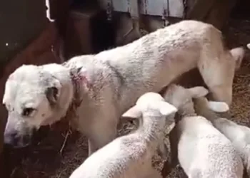Çoban köpeğinden süt emen kuzular