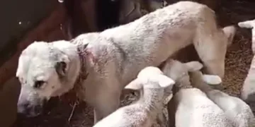 Çoban köpeğinden süt emen kuzular