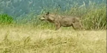 Köylülerin ‘Canavar’ dediği iri kurt kameralara yakalandı