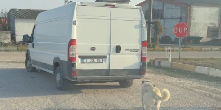 Köpek kamyonetin arkasına bağlanarak sürüklendi