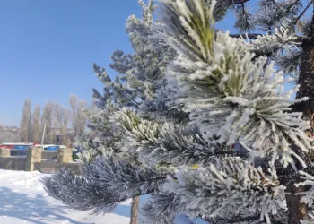Ardahan’da sibirya soğukları