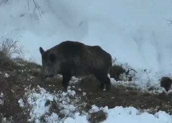 Sürüsünü otlatırken, domuz sürüsünü görüntüledi