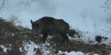 Sürüsünü otlatırken, domuz sürüsünü görüntüledi