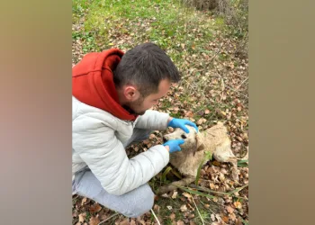 Nehre düşen köpek kurtarıldı