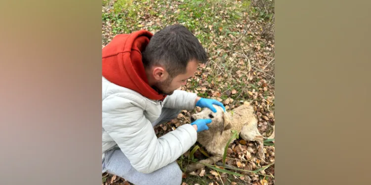 Nehre düşen köpek kurtarıldı