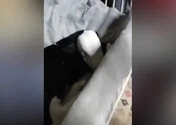 Buzağın hayatını çadırda kurtarıyorlar