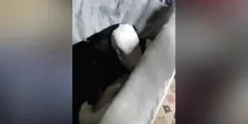 Buzağın hayatını çadırda kurtarıyorlar