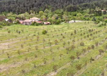 Kastamonu’da tonlarca ceviz hasat edildi