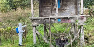 Kokarcayla mücadelede alanlar ilaçlandı