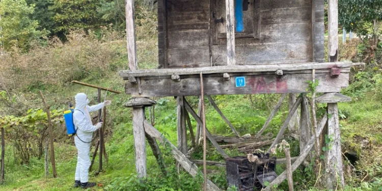 Kokarcayla mücadelede alanlar ilaçlandı