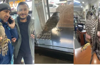 Atmaca soğuktan iş yerine sığındı