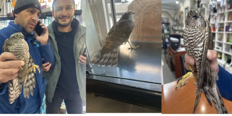 Atmaca soğuktan iş yerine sığındı