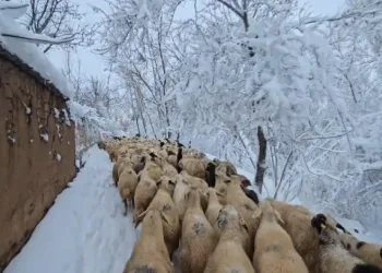 Kar kaplı yollarda hayvanlarını besliyor