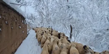 Kar kaplı yollarda hayvanlarını besliyor