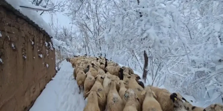 Kar kaplı yollarda hayvanlarını besliyor