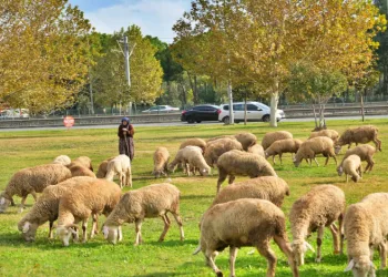 Geçimlerini koyunları otlatarak kazanıyorlar