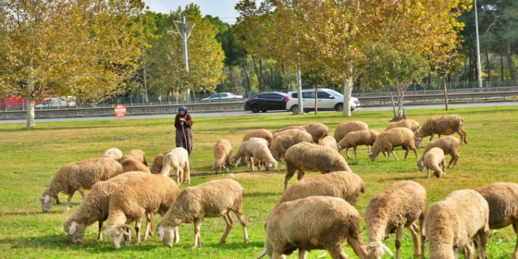 Geçimlerini koyunları otlatarak kazanıyorlar